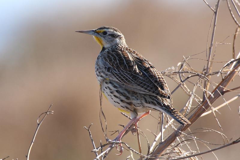 Meadowlark 011109 088.jpg